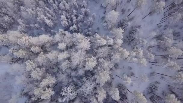 Kış Ormanının Havadan Görünüşü Karla Kaplı Orman — Stok video