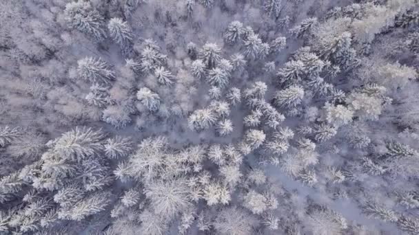 Luftaufnahme Des Winterwaldes Schneebedeckter Wald — Stockvideo