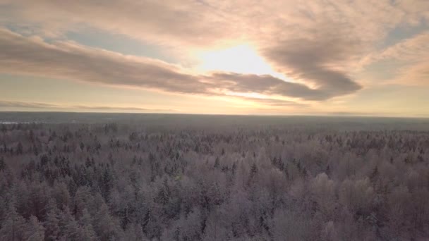 Légi Kilátás Téli Erdőre Hóval Borított Erdő — Stock videók