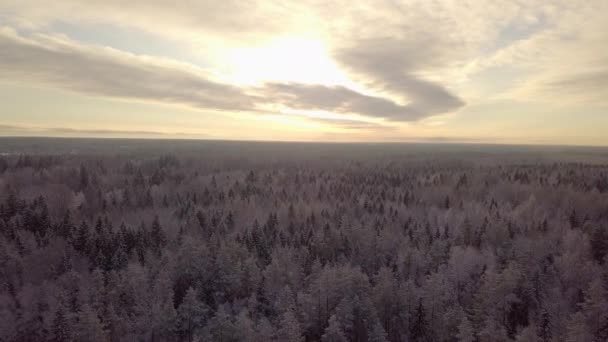 Légi Kilátás Téli Erdőre Hóval Borított Erdő — Stock videók