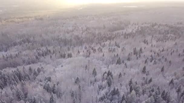 Luftaufnahme Des Winterwaldes Schneebedeckter Wald — Stockvideo