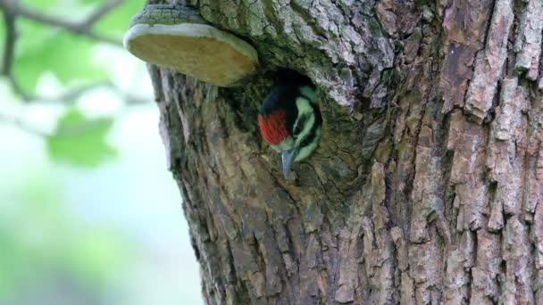 Woodpecker Chick Hollow Tree — Stock Video