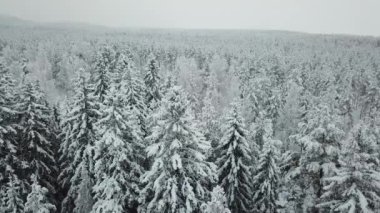 Karla kaplı ormanın havadan görünüşü 