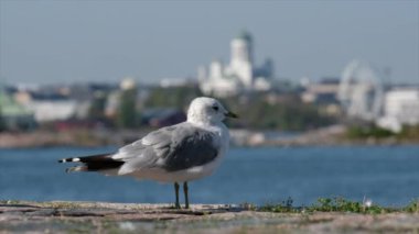 Bir martı Helsinki Katedrali ve dönme dolabın arka planında suyun kenarında durur.