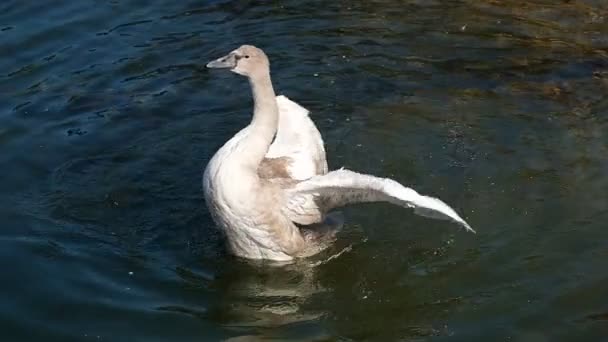 Cygnet Young Swan Flap His Wings Water — Stock Video