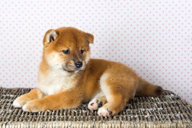 Sevimli köpek yavrusu doğurmak Shiba Inu