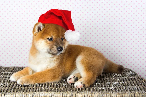 Lindo cachorro crianza shiba inu — Foto de Stock