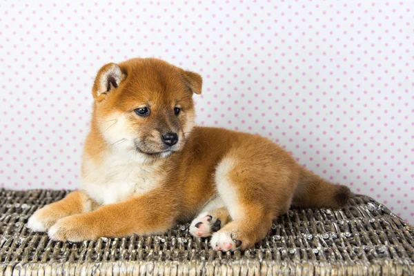 Lindo cachorro crianza shiba inu — Foto de Stock