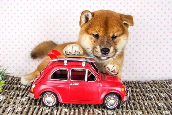 Roztomilé štěně plemene Shiba inu — Stock fotografie