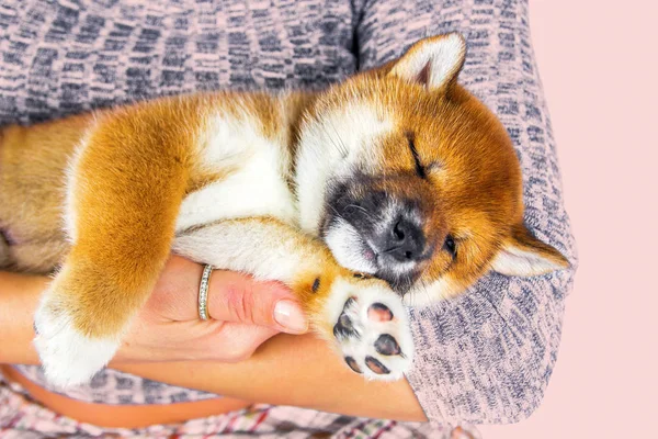 Lindo cachorro crianza shiba inu — Foto de Stock