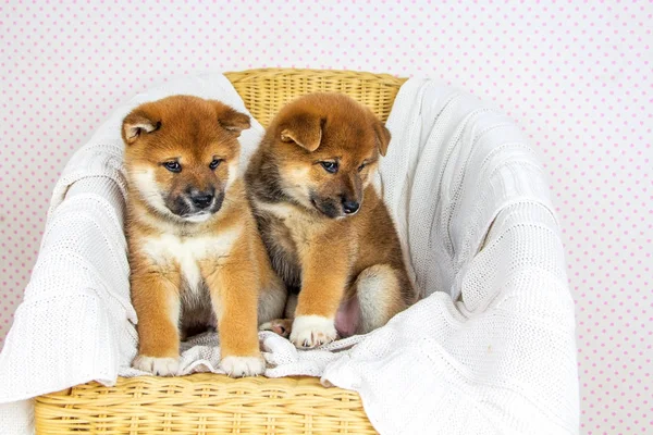 Roztomilé štěně plemene Shiba inu — Stock fotografie