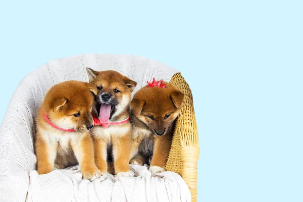 Roztomilé štěně plemene Shiba inu — Stock fotografie