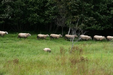 bir çim alan üzerinden bir çizgi yürüyüş koyun