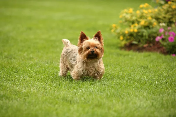 Cairn terrier in the grass — Stock Photo, Image