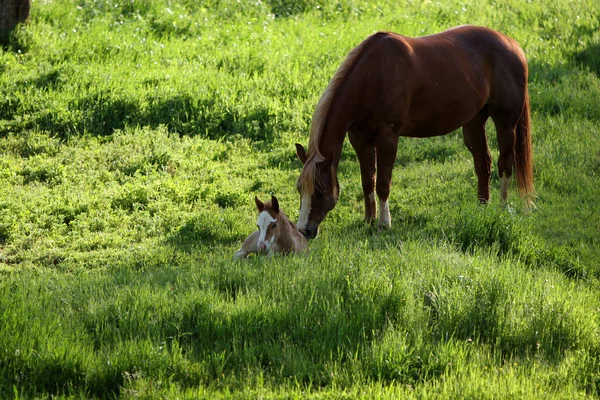 Baby foal with mother — Stock Photo, Image