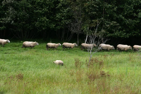 Oveja caminando en una línea a través de un campo de hierba — Foto de Stock