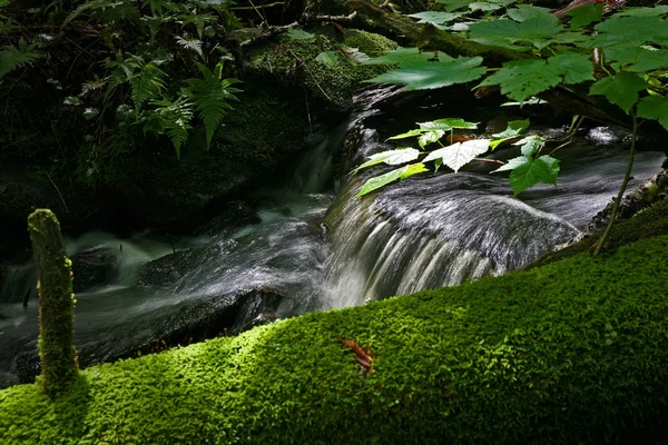 small stream in the forest in quebec canada