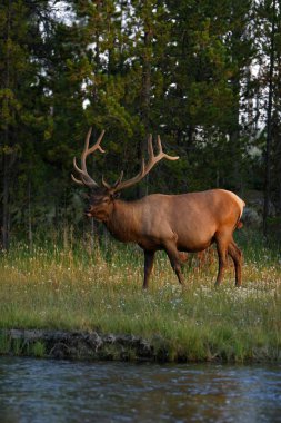 Büyük elk ayakta yanında bir nehirde Yellowstone Milli Parkı