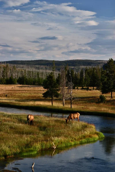 Dos alces pastando junto a un río Fotos de stock