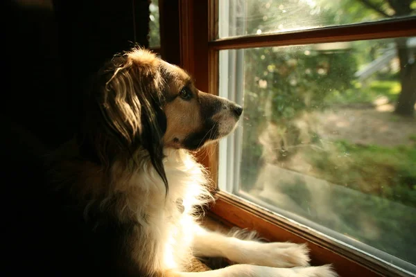 犬の所有者は家に帰るを待って家の窓の外見て ストック画像