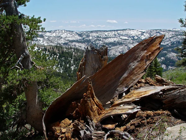 Close up of a tree stump in the mountains — Stock Photo, Image