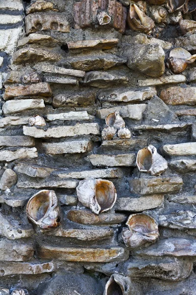 Pared forrada con conchas, con textura de fondo — Foto de Stock