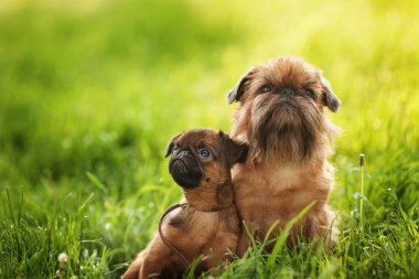 Belçika griffon köpekleri portre yeşil çimenlerin üzerinde 