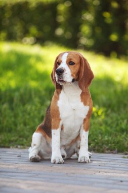 Beagle köpek portre yeşil çimenlerin üzerinde 