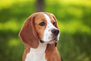 Beagle köpek portre yeşil çimenlerin üzerinde 