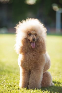 Su birikintisi köpek yeşil çimenlerin üzerinde