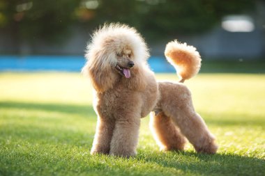 Su birikintisi köpek yeşil çimenlerin üzerinde