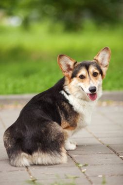 Galce corgi köpek portre