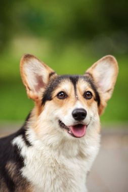 Galce corgi köpek portre