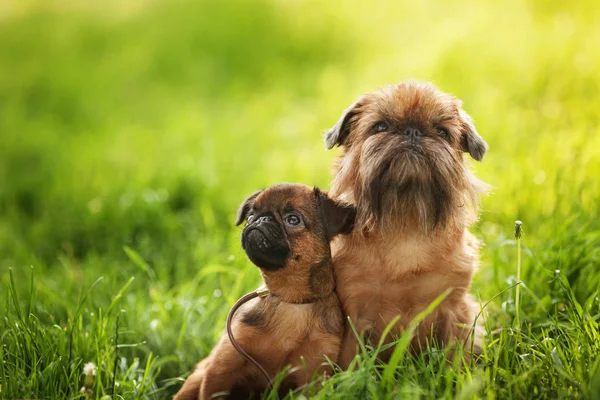 Belgium griffon dogs portrait on green grass — Stock Photo, Image