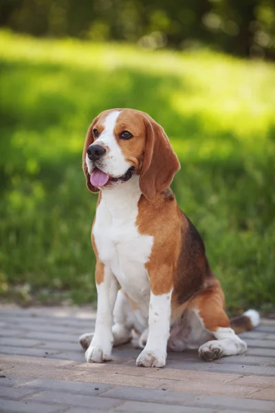 Портрет собаки Бігль на зеленій траві — стокове фото