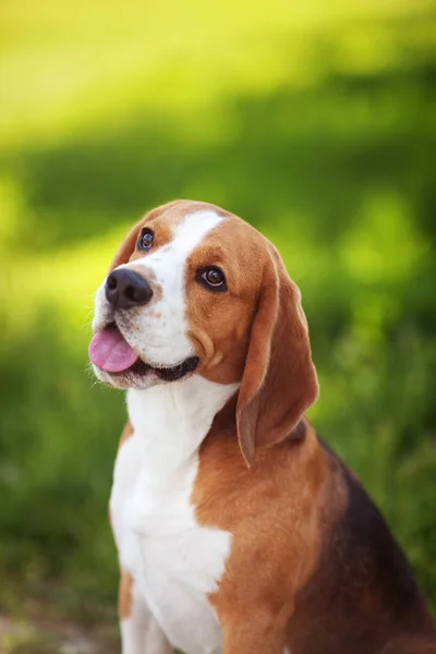 Retrato de cão beagle na grama verde — Fotografia de Stock