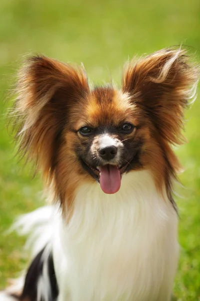 Papillon hond portret op groen gras — Stockfoto