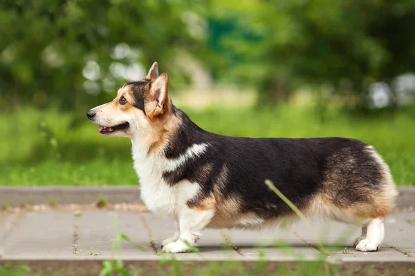 Potret anjing corgi Welsh — Stok Foto