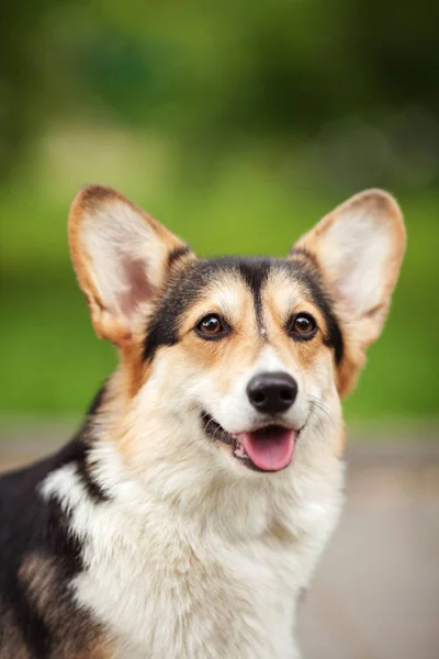 Валлийский собачий портрет — стоковое фото