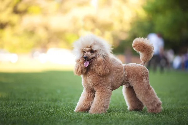 Puddle dog on green grass Stock Image