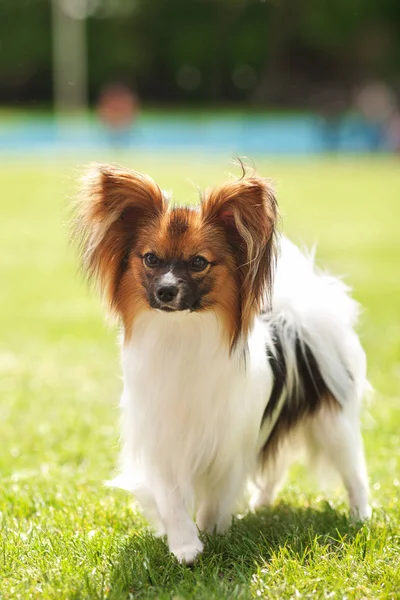 Papillon dog portrait on green grass Stock Photo