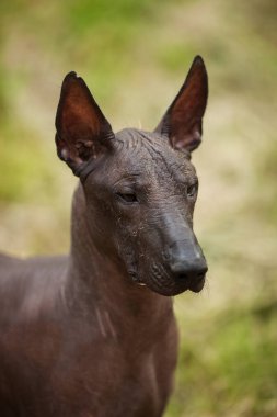 Meksika hairless köpek portre