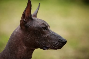 Meksika hairless köpek portre