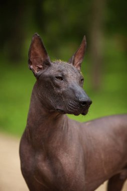 Meksika hairless köpek portre