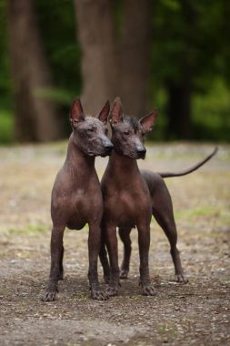 Meksika hairless köpek portre