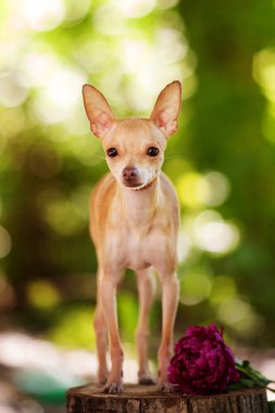 Oyuncak terrier köpek portre