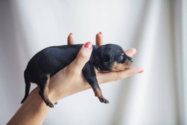 Oyuncak terrier köpek yavrusu köpek portre