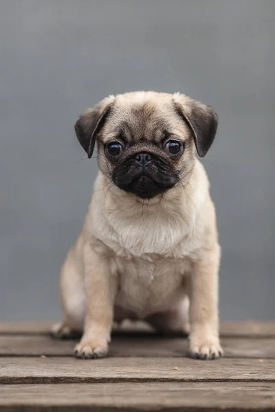 Retrato de perro Pug — Foto de Stock