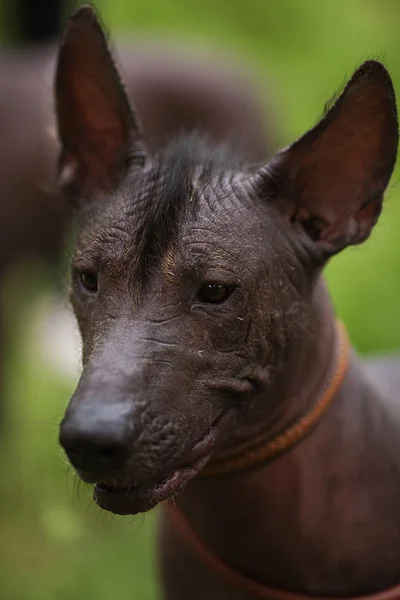 Retrato de perro mexicano sin pelo — Foto de Stock