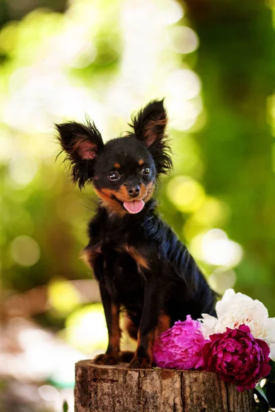 Toy terrier pies portret — Zdjęcie stockowe